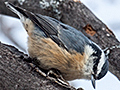 Red-breasted Nuthatch