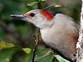 Red-bellied Woodpecker