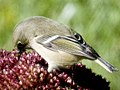 Ruby-crowned Kinglet