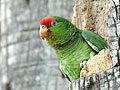Red-crowned Parrot