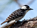 Red-cockaded Woodpecker