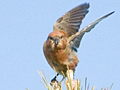 Red Crossbill