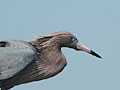 Reddish Egret