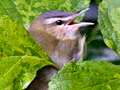 Red-eyed Vireo
