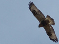 Rough-legged Hawk
