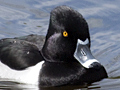 Ring-necked Duck