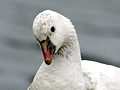 Ross's Goose