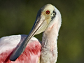 Roseate Spoonbill