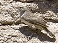 Rock Wren