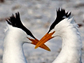 Royal Tern