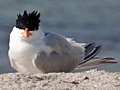 Royal Tern