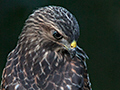 Red-shouldered Hawk