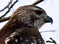 Red-tailed Hawk