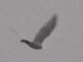 Albino Red-tailed Hawk