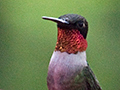 Ruby-throated Hummingbird