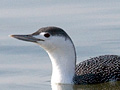 Red-throated Loon