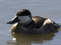 Ruddy Duck