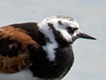 Ruddy Turnstone