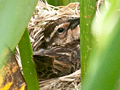 Red-winged Blackbird