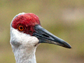 Sandhill Crane