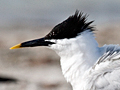 Sandwich Tern