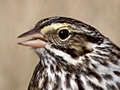 Savannah Sparrow