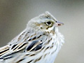 Savannah Sparrow