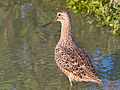 Short-billed Dowitcher