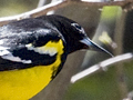 Scott's Oriole