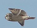 Short-eared Owl