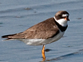 Semipalmated Plover