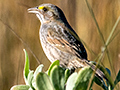 Seaside Sparrow