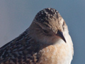 Sedge Wren