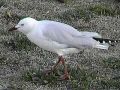 Silver Gull