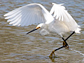 Snowy Egret