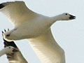 Snow Geese