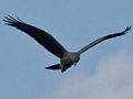 Snail Kite