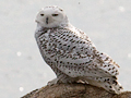 Snowy Owl
