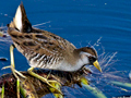 Sora