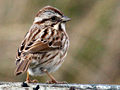Song Sparrow