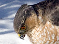 Sharp-shinned Hawk