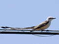 Scissor-tailed Flycatcher