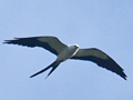 Swallow-tailed Kite