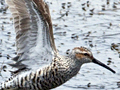 Stilt Sandpiper