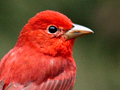 Summer Tanager