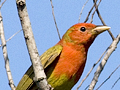 Summer Tanager