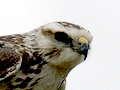 Swainson's Hawk