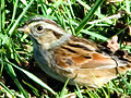 Swamp Sparrow