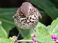 Swainson's Thrush