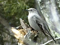 Townsend's Solitaire